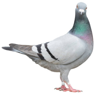 Pasza dla strusi i gołębi