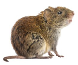 Sprzęgła na palach