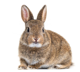 Karma dla królików