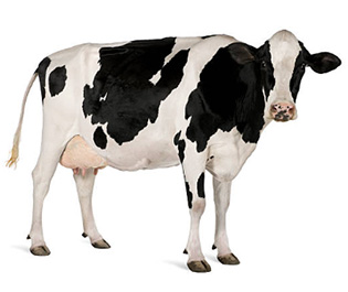 Pasza dla przeżuwaczy