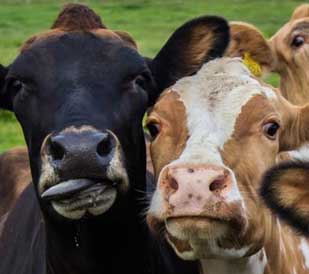 Wagi do zwierząt gospodarskich