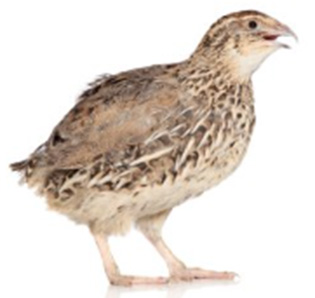 Pasza dla bażantów i przepiórek