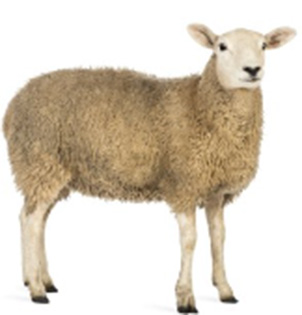 Ogrodzenia elektryczne dla owiec i kóz