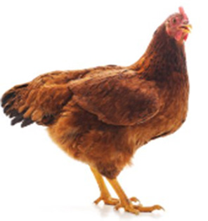 Ogrodzenia elektryczne dla kurczaków i drobiu