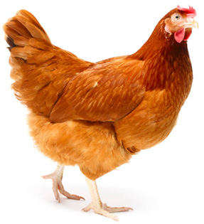 Pasza dla kur niosek