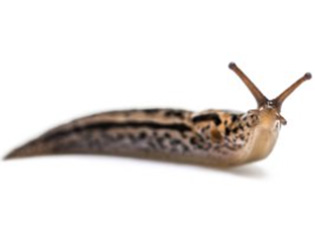 Elektryczne ogrodzenia dla ślimaków